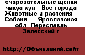 очаровательные щенки чихуа-хуа - Все города Животные и растения » Собаки   . Ярославская обл.,Переславль-Залесский г.